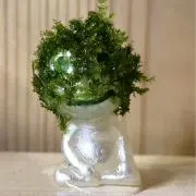 ✨苔工場✨の画像