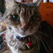 ゆきねこ