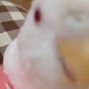 ぴーすけの画像