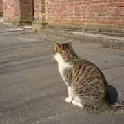 squiの画像