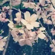 ハッチの画像