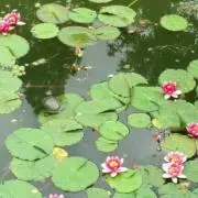 とっぴー広場※断捨離実行中※の画像