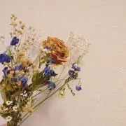 もちこの画像