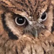 完全非売品・当選品】日清ラ王 黄金のやかん型電気ケトル（未使用