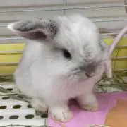 ありごんの画像