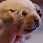 PEの画像