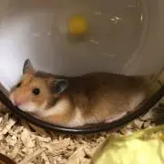 めぐみ