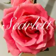 凛セール中♡の画像