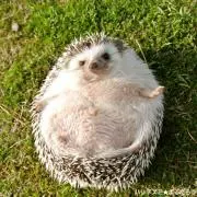 ちーこの画像