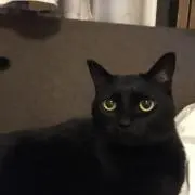 チネッテ