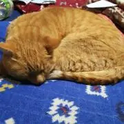 goro-nyanの画像