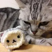 モモの画像
