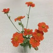ヨー太郎