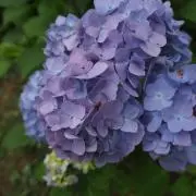 七瀬の画像