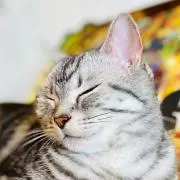 にーなんぐ