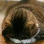 バビ(ねこのしっぽ)の画像