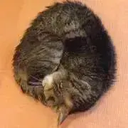 mpnutsの画像