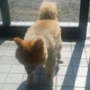 pomepome（プロフィール必読