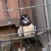 あかの画像