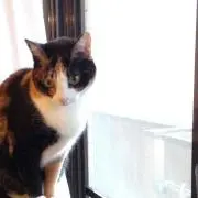 もすもす