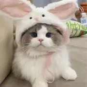 ^._.^の画像