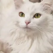 ゆらの画像