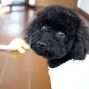 nachの画像