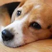 犬大好きUo・ェ・oUの画像