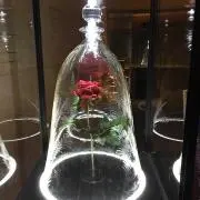 Lindaaaの画像
