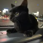 ゆか
