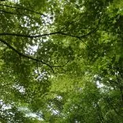 りんご【プロフ必読】