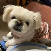 pekinの画像