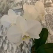 はな