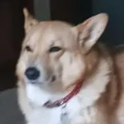 たかけ