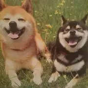 さりー