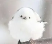 しまえながの画像