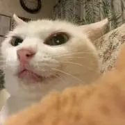 グレ茶の画像