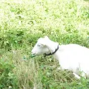 あさみーの画像