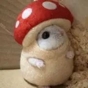 ハル♡プロフ必読お願いしますの画像