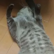 usaoの画像