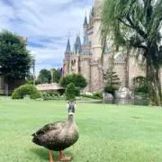 すりんきーの画像