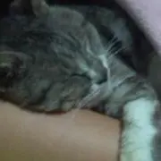 ココちゃんの画像