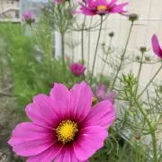福ママ❤️の画像