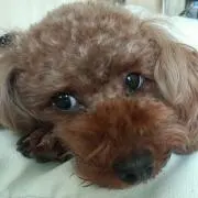 あお