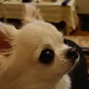 toki