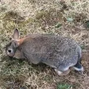 マコト