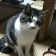 キャメロン