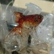 かわの画像
