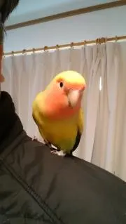 ちゅらさん
