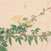 daikonの画像